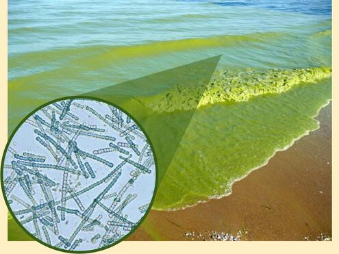 seashore with green seawater, and closeup showing microscopic algae 