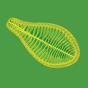 microscopic image of a leaf-shaped diatom