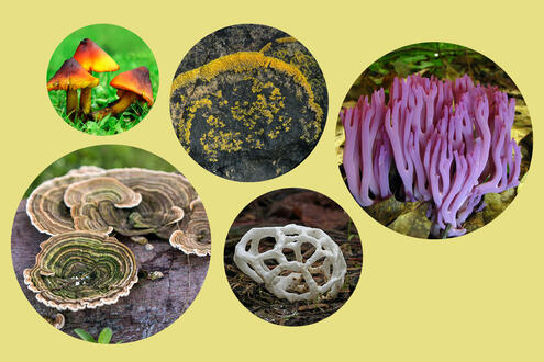 Five different fungi, including mushrooms, lichen and basket fungus. 