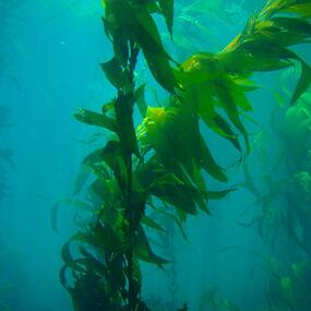 A kelp forest with two kelp vines swaying in the foreground. 