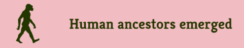 "Human ancestors emerged"
