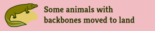 "Some animals with backbones moved to land"