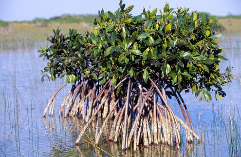 Mangrove tree with many roots showing above water