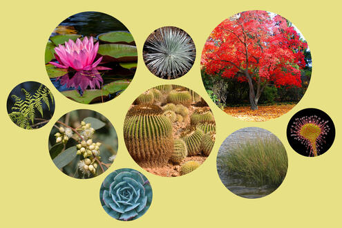 Nine examples of plants, including; ferns, succulents, cacti, water lilies, grasses and more. 