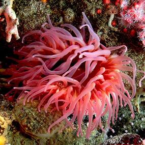 brightly-colored sea anemone, displaying numerous numerous soft tentacles.