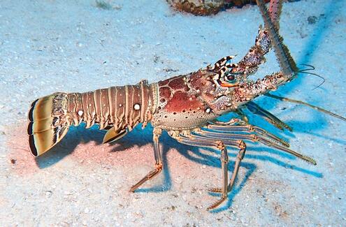 Spiny lobster crawling on sandy sea floor