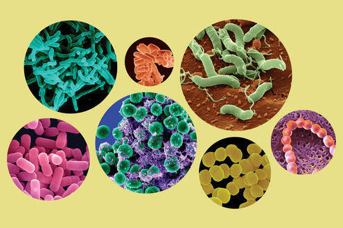 7 circles containing various examples of true bacteria: some are round, some pill-shaped, some long, and some with tails. 