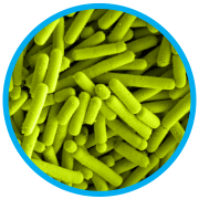 ljohnsonii_microbes