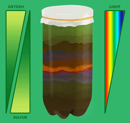 Winogradsky column, with visible layers of various colors. The top of the column has more oxygen, more light, and less sulfur than the bottom.