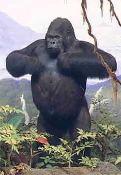 Mountain gorilla from the diorama at the museum