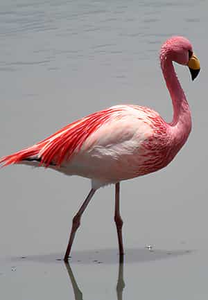 flamingo wading in water