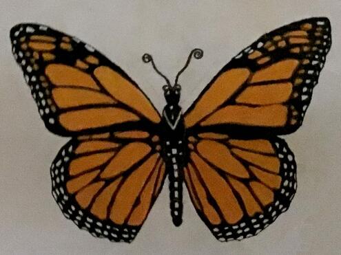 monarch butterfly illustration