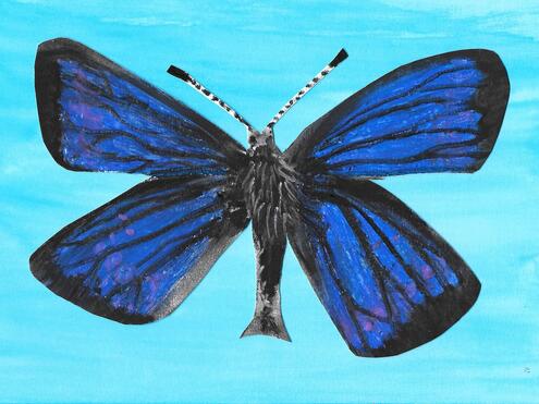 Art of Xerxes blue butterfly on light blue background