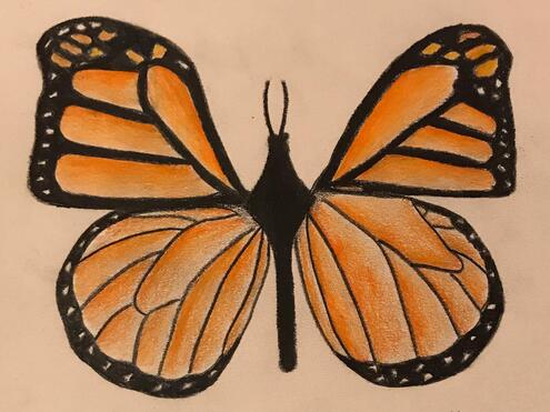 illustration of a monarch butterfly