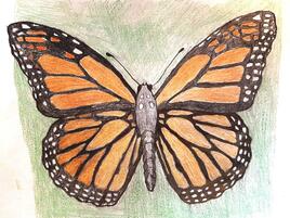 illlustration of monarch butterfly on green background