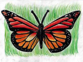 illustration of monarch butterfly on green background