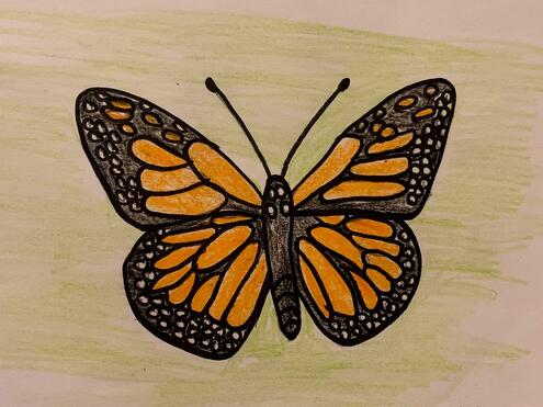 illustration of monarch butterfly