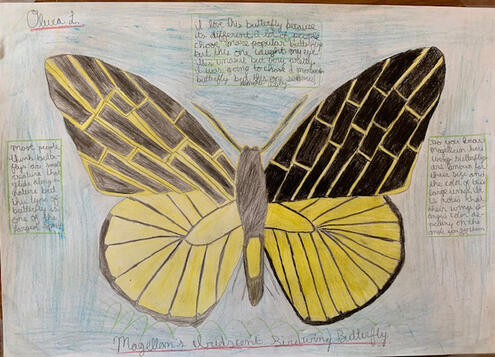 geometric style illustration of Magellan Birdwing Butterfly