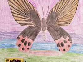 drawing of Atrophaneura horishana butterfly