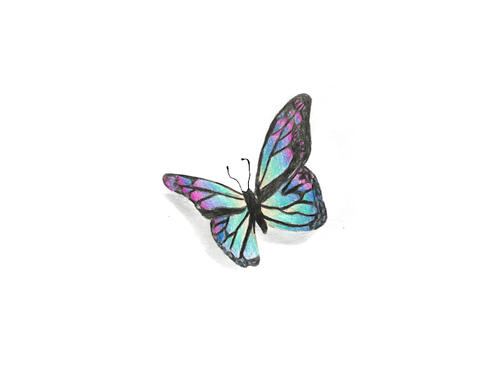 illustration of blue and purple butterfly