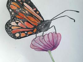 illustration of monarch from side view perched on pink flower