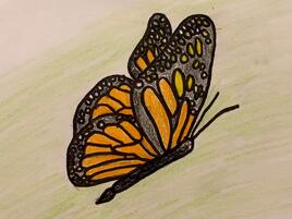 monarch butterfly illustration from side view on light green background