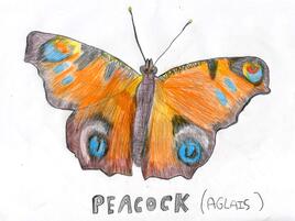 peacock butterfly illustration
