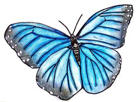 illustration of blue butterfly