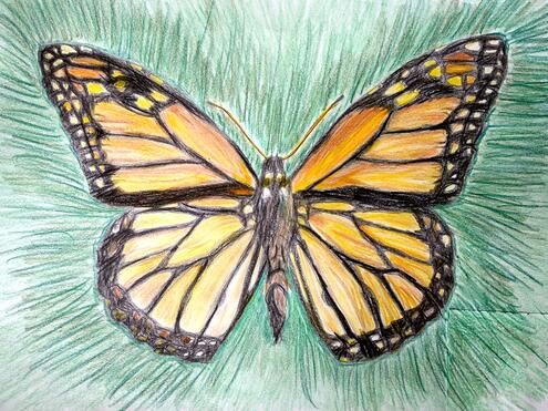 monarch butterfly illustration with background of green radiating lines