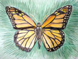 monarch butterfly illustration with background of green radiating lines