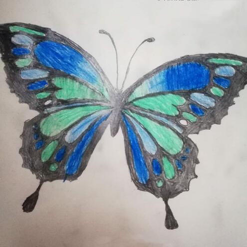 illustration of blue and green butterfly