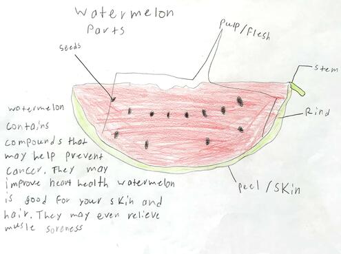 drawing of watermelon and diagramming of its internal parts
