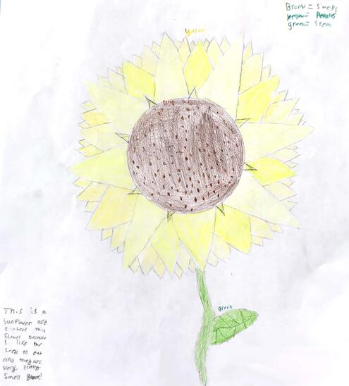 drawing of a sunflower and diagramming of its parts