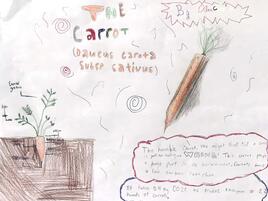 drawing of a carrot and carrot plant and diagramming of its parts