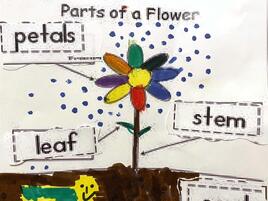 parts of a flower with labels