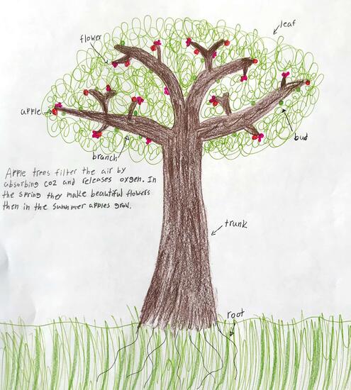drawing of an apple tree and diagramming of its parts