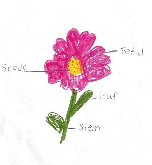 drawing of a flower with diagramming of its parts