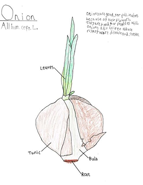 drawing of an onion plant with diagramming of its parts