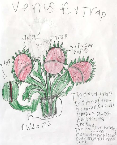 drawing of a Venus flytrap with diagramming of its parts
