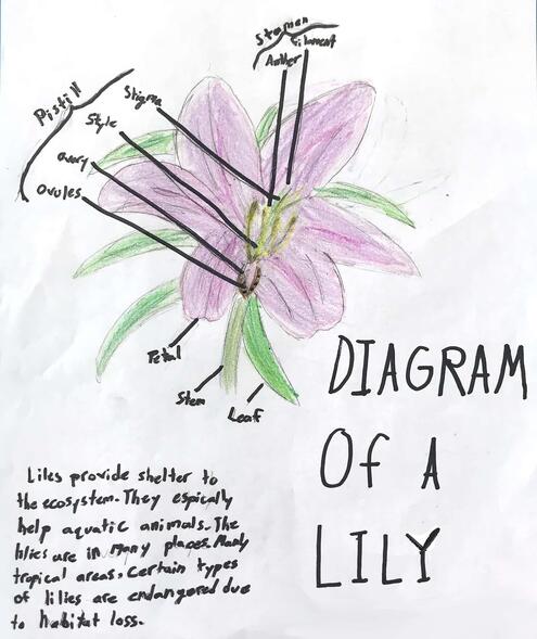 drawing of a lily with diagramming of its parts