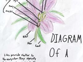 drawing of a lily with diagramming of its parts