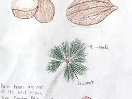 drawing of a coconut tree and coconut with diagramming of all the parts