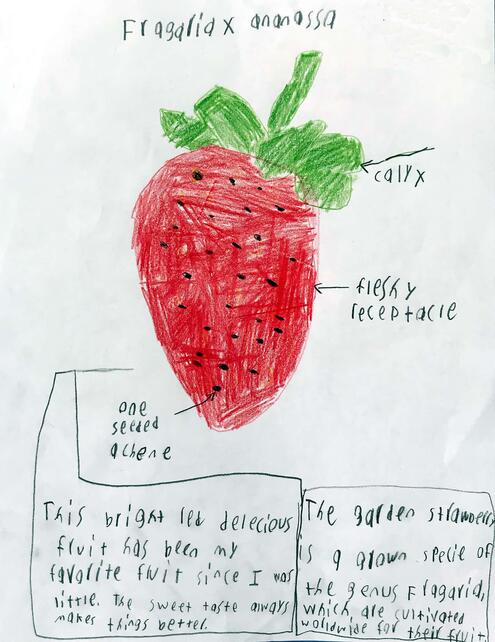 drawing of a strawberry with diagramming of its parts