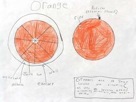 drawing of an orange and diagramming of all its parts