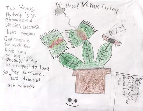 drawing of a Venus flytrap and diagramming of its parts
