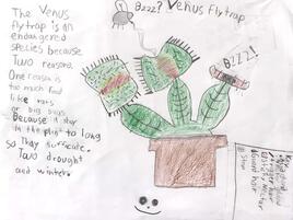 drawing of a Venus flytrap and diagramming of its parts