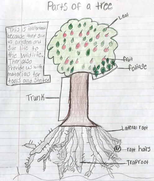 drawing of an apple tree with diagramming of its parts