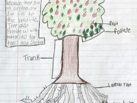 drawing of an apple tree with diagramming of its parts