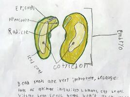 drawing of a dissected bean with diagramming of its parts