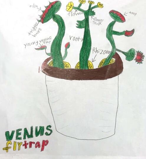drawing of a Venus flytrap with diagramming of its parts